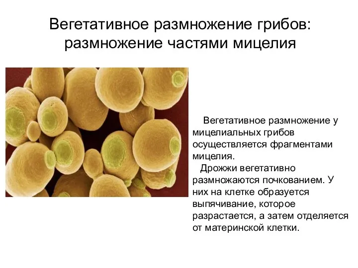 Вегетативное размножение грибов: размножение частями мицелия Вегетативное размножение у мицелиальных