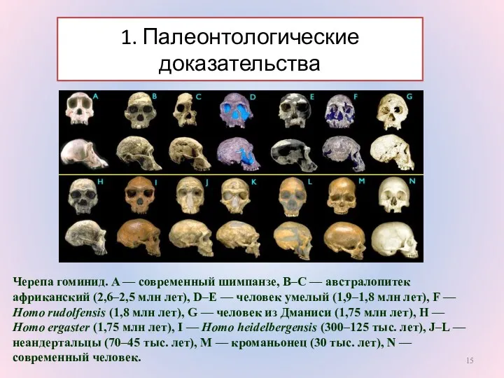 1. Палеонтологические доказательства Черепа гоминид. A — современный шимпанзе, B–C