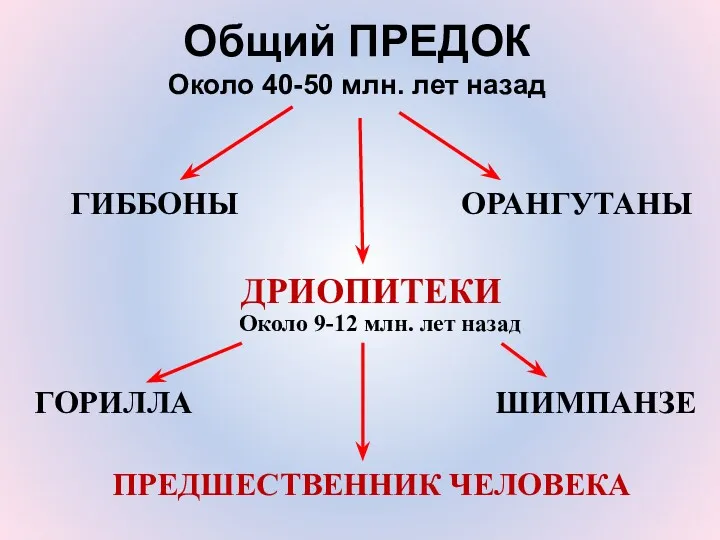 Общий ПРЕДОК Около 40-50 млн. лет назад ГИББОНЫ ОРАНГУТАНЫ ДРИОПИТЕКИ