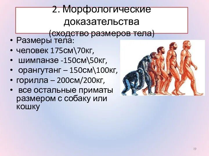 2. Морфологические доказательства (сходство размеров тела) Размеры тела: человек 175см\70кг,