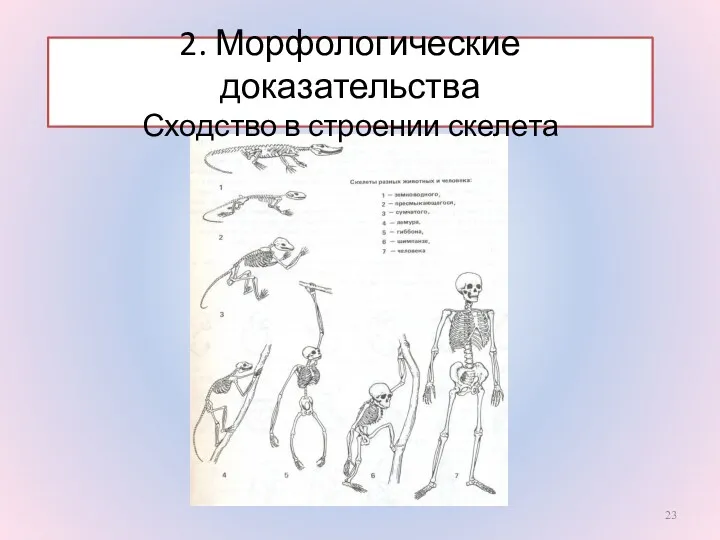 2. Морфологические доказательства Сходство в строении скелета