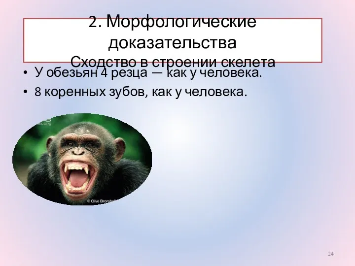 2. Морфологические доказательства Сходство в строении скелета У обезьян 4