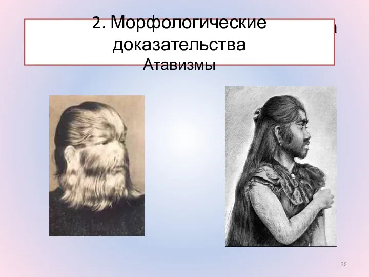 Морфологические доказательства (атавизмы –возврат к предкам) 2. Морфологические доказательства Атавизмы