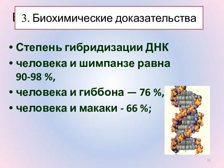 Биохимические доказательства Степень гибридизации ДНК человека и шимпанзе равна 90-98