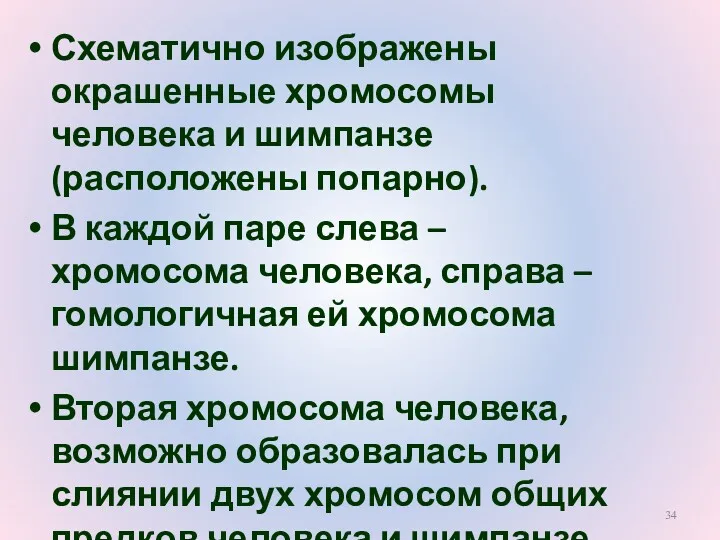 Схематично изображены окрашенные хромосомы человека и шимпанзе (расположены попарно). В