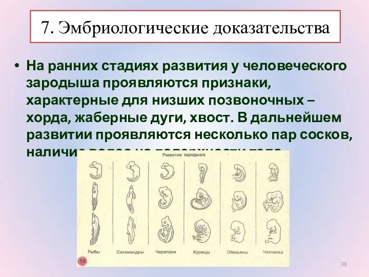 На ранних стадиях развития у человеческого зародыша проявляются признаки, характерные