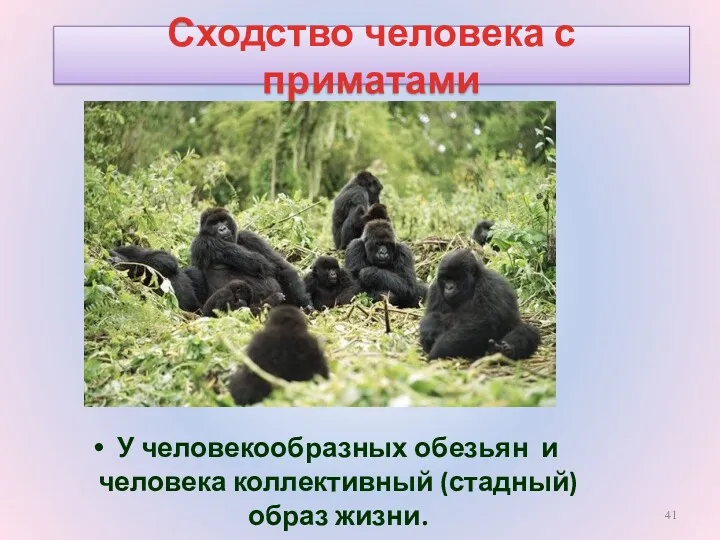 Сходство человека с приматами У человекообразных обезьян и человека коллективный (стадный) образ жизни.