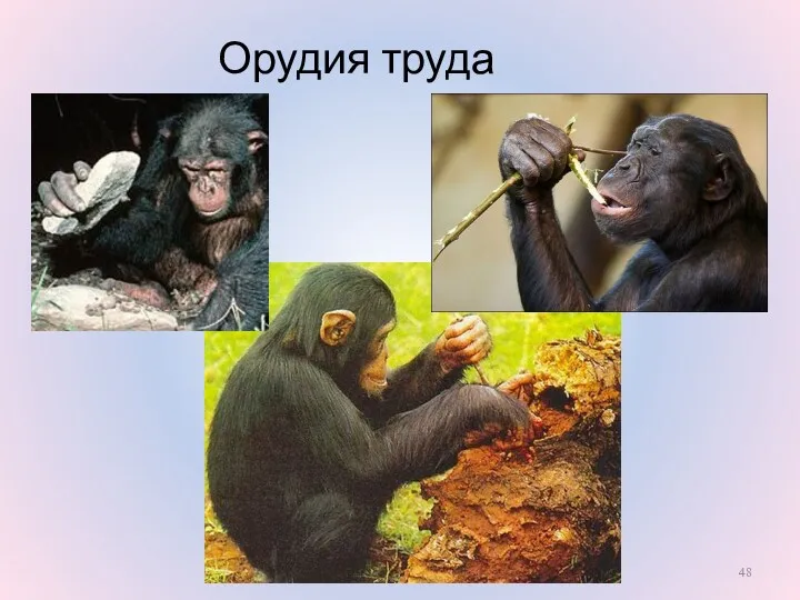 Орудия труда