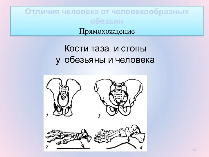 Кости таза и стопы у обезьяны и человека Отличия человека от человекообразных обезьян Прямохождение