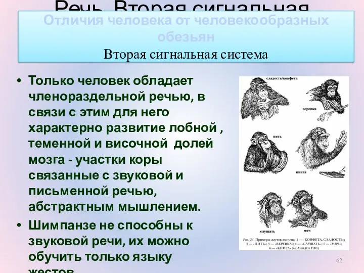 Речь. Вторая сигнальная система Только человек обладает членораздельной речью, в