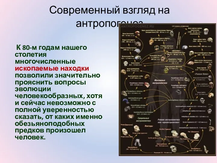 Современный взгляд на антропогенез К 80-м годам нашего столетия многочисленные