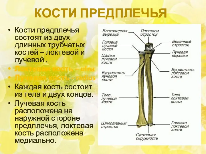 КОСТИ ПРЕДПЛЕЧЬЯ Кости предплечья состоят из двух длинных трубчатых костей