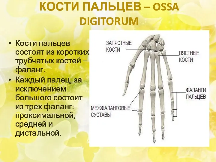 КОСТИ ПАЛЬЦЕВ – OSSA DIGITORUM Кости пальцев состоят из коротких