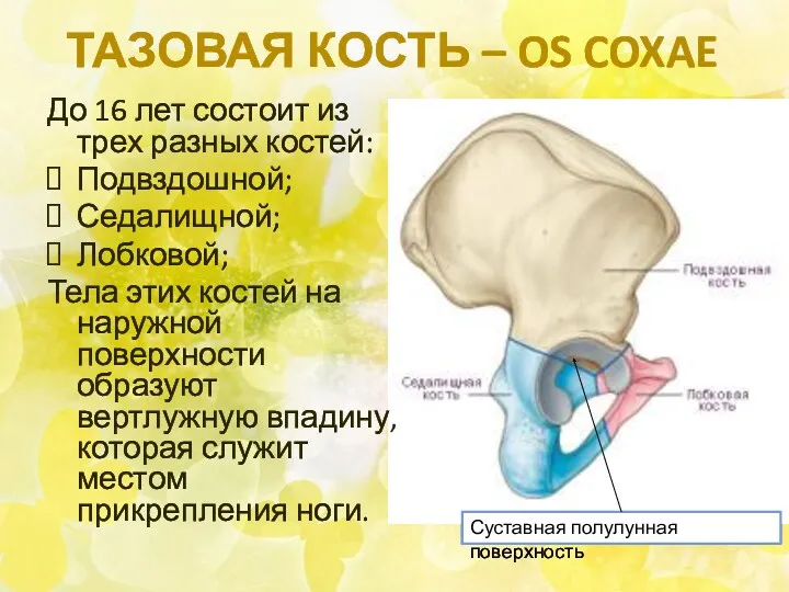 ТАЗОВАЯ КОСТЬ – OS COXAE До 16 лет состоит из