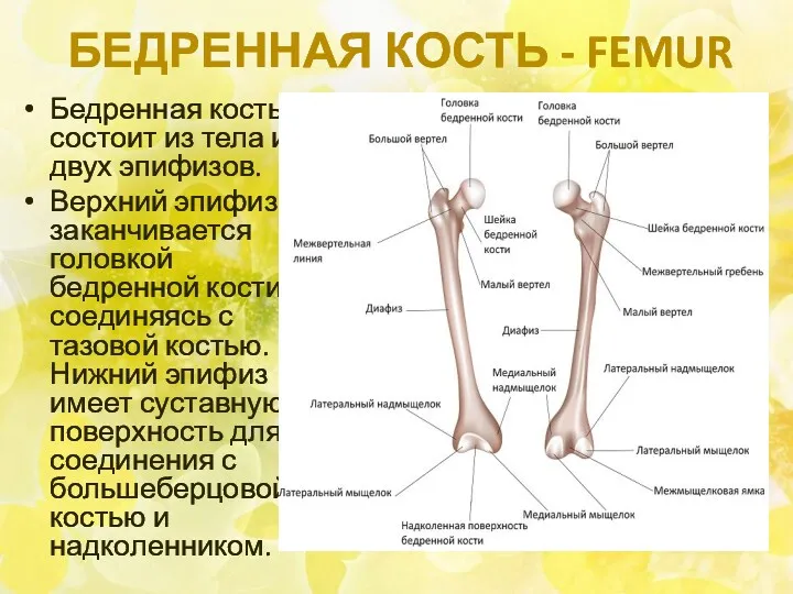 БЕДРЕННАЯ КОСТЬ - FEMUR Бедренная кость состоит из тела и