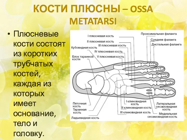 КОСТИ ПЛЮСНЫ – OSSA METATARSI Плюсневые кости состоят из коротких