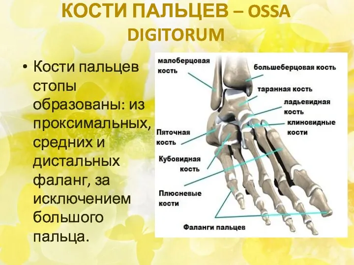КОСТИ ПАЛЬЦЕВ – OSSA DIGITORUM Кости пальцев стопы образованы: из