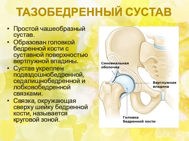 ТАЗОБЕДРЕННЫЙ СУСТАВ Простой чашеобразный сустав. Образован головкой бедренной кости с