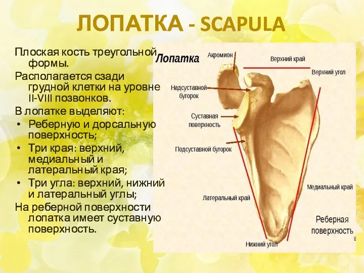ЛОПАТКА - SCAPULA Плоская кость треугольной формы. Располагается сзади грудной