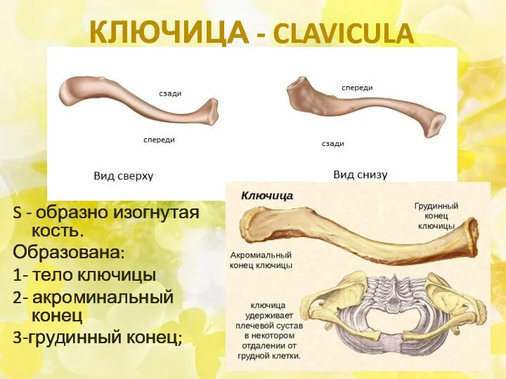 КЛЮЧИЦА - CLAVICULA S - образно изогнутая кость. Образована: 1-