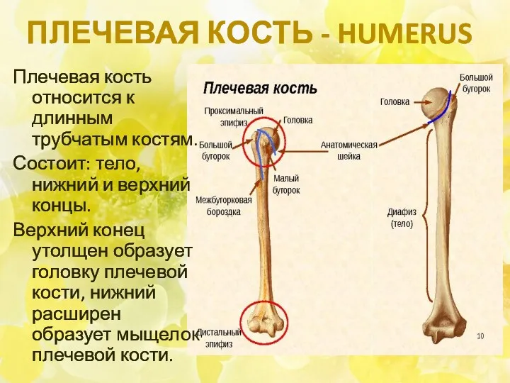ПЛЕЧЕВАЯ КОСТЬ - HUMERUS Плечевая кость относится к длинным трубчатым