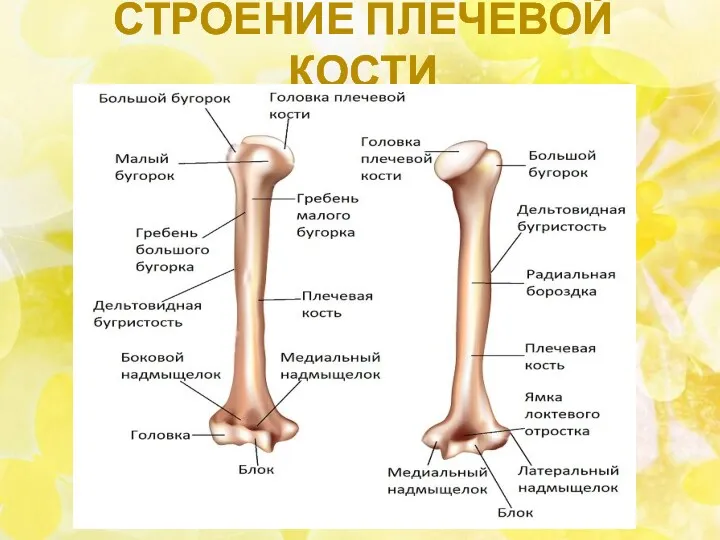 СТРОЕНИЕ ПЛЕЧЕВОЙ КОСТИ