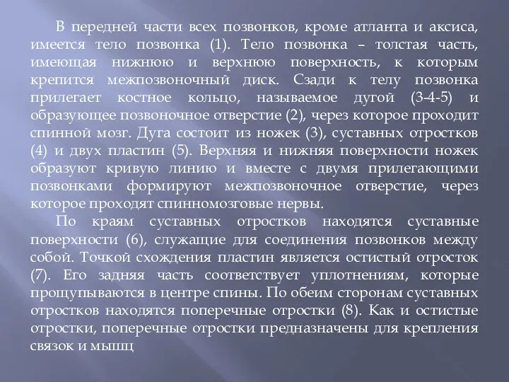 В передней части всех позвонков, кроме атланта и аксиса, имеется