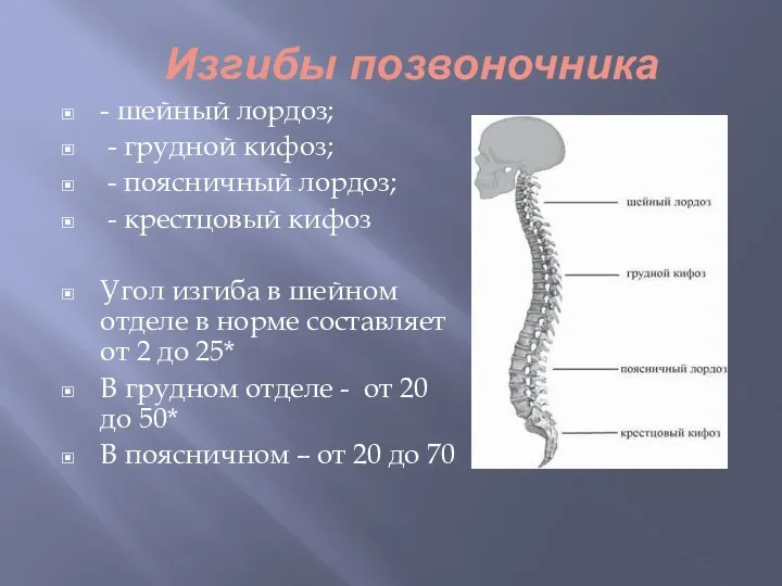 Изгибы позвоночника - шейный лордоз; - грудной кифоз; - поясничный