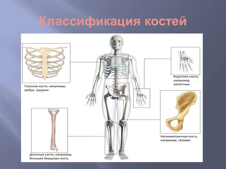 Классификация костей