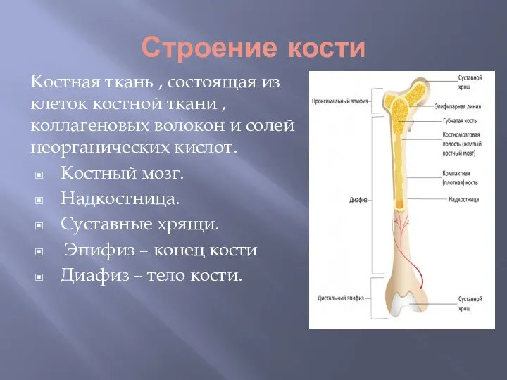 Строение кости Костная ткань , состоящая из клеток костной ткани