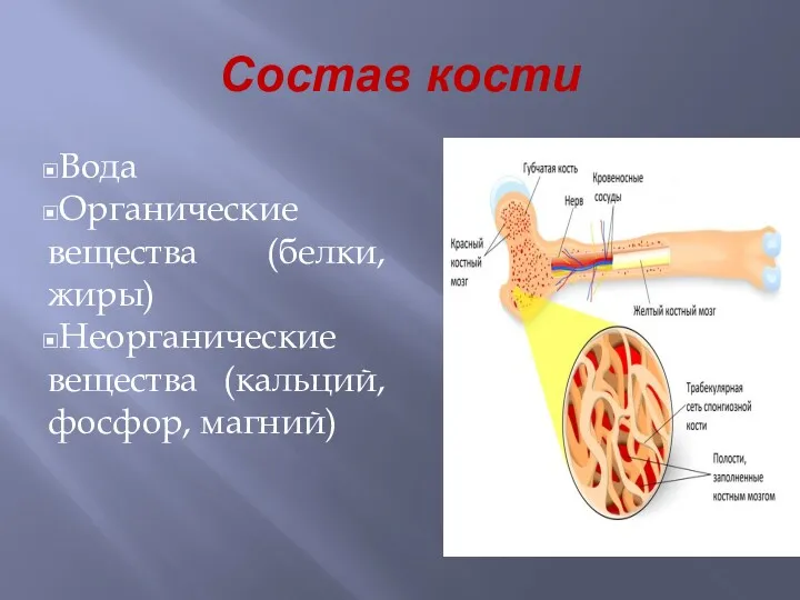 Состав кости Вода Органические вещества (белки, жиры) Неорганические вещества (кальций, фосфор, магний)