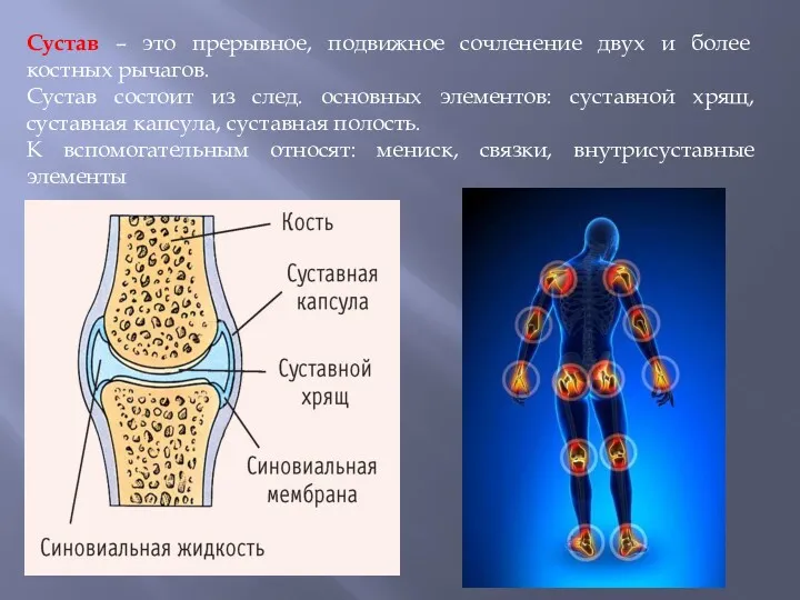 Сустав – это прерывное, подвижное сочленение двух и более костных