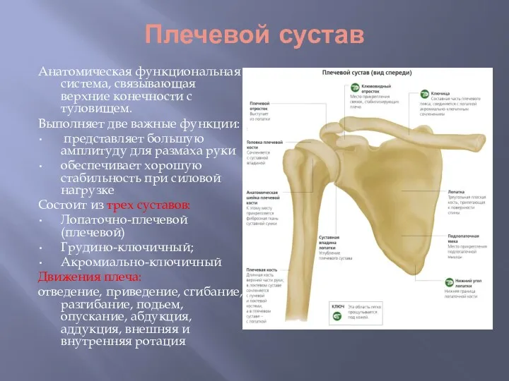 Плечевой сустав Анатомическая функциональная система, связывающая верхние конечности с туловищем.