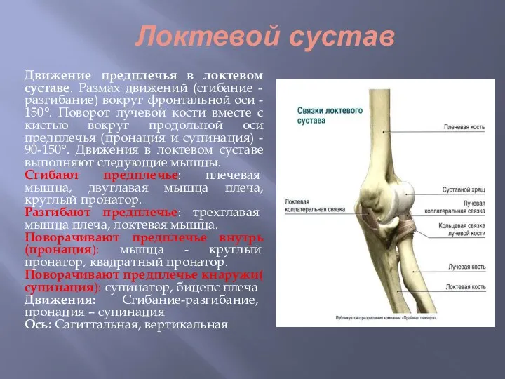 Локтевой сустав Движение предплечья в локтевом суставе. Размах движений (сгибание