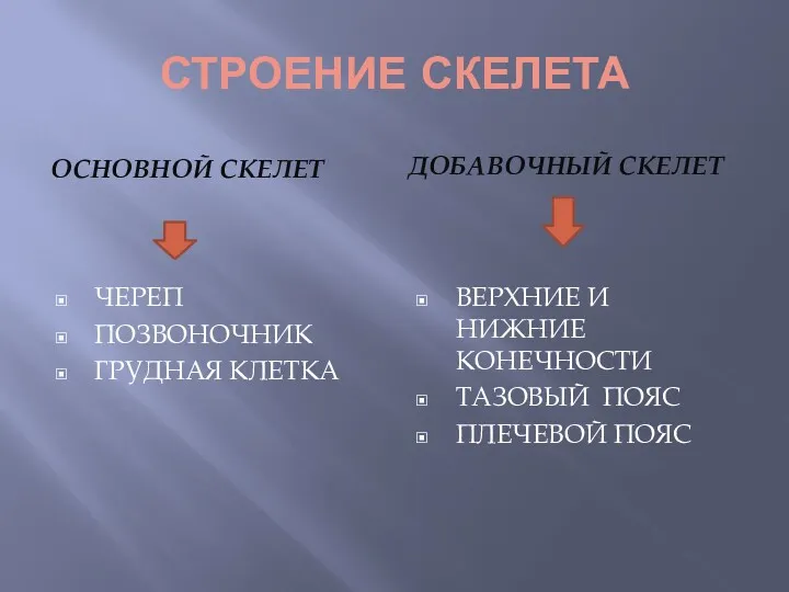 СТРОЕНИЕ СКЕЛЕТА ОСНОВНОЙ СКЕЛЕТ ДОБАВОЧНЫЙ СКЕЛЕТ ЧЕРЕП ПОЗВОНОЧНИК ГРУДНАЯ КЛЕТКА