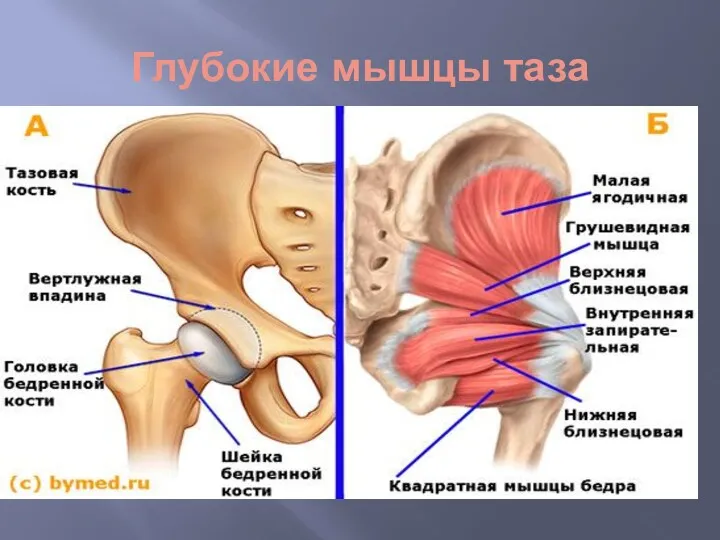 Глубокие мышцы таза