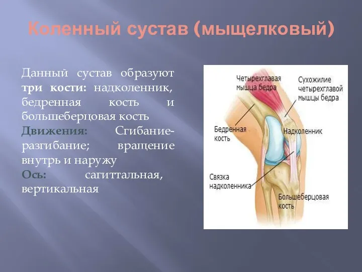 Коленный сустав (мыщелковый) Данный сустав образуют три кости: надколенник, бедренная