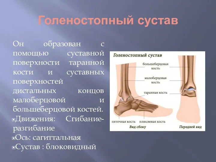 Голеностопный сустав Он образован с помощью суставной поверхности таранной кости