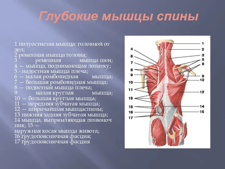 1 полуостистая мышца: головной отдел; 2 ременная мышца головы; 3