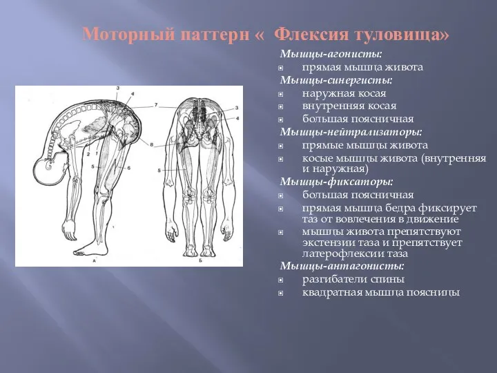 Моторный паттерн « Флексия туловища» Мышцы-агонисты: прямая мышца живота Мышцы-синергисты: