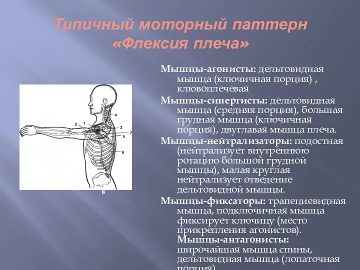 Типичный моторный паттерн «Флексия плеча» Мышцы-агонисты: дельтовидная мышца (ключичная порция)