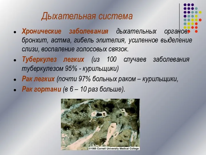 Дыхательная система Хронические заболевания дыхательных органов: бронхит, астма, гибель эпителия,