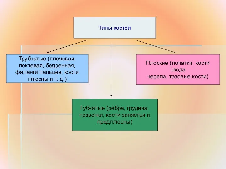 Типы костей Трубчатые (плечевая, локтевая, бедренная, фаланги пальцев, кости плюсны