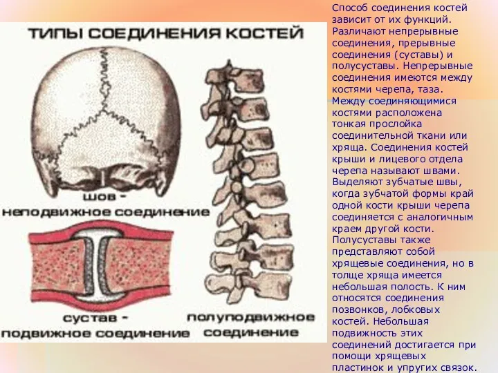 Способ соединения костей зависит от их функций. Различают непрерывные соединения,