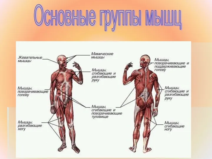 Основные группы мышц