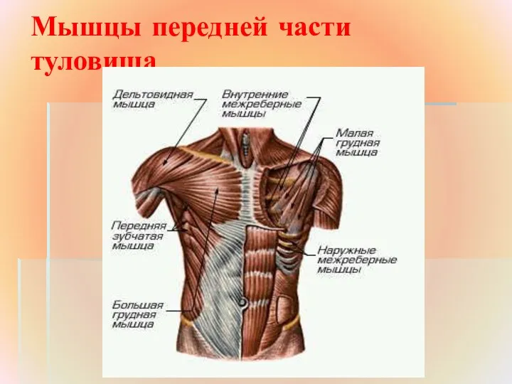 Мышцы передней части туловища