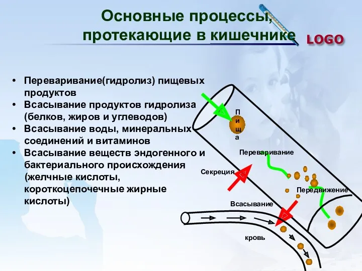 Пища Секреция Переваривание Всасывание кровь Передвижение Переваривание(гидролиз) пищевых продуктов Всасывание