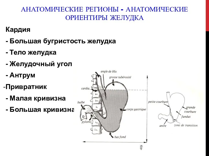 АНАТОМИЧЕСКИЕ РЕГИОНЫ - АНАТОМИЧЕСКИЕ ОРИЕНТИРЫ ЖЕЛУДКА Кардия - Большая бугристость