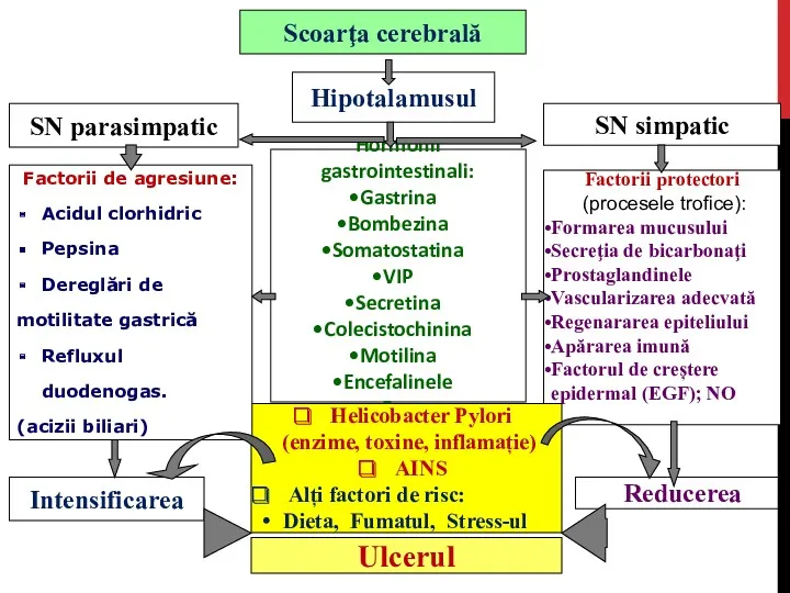 Hormonii gastrointestinali: Gastrina Bombezina Somatostatina VIP Secretina Colecistochinina Motilina Encefalinele