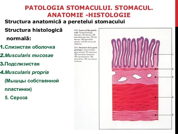 PATOLOGIA STOMACULUI. STOMACUL. ANATOMIE -HISTOLOGIE Structura anatomică a peretelui stomacului